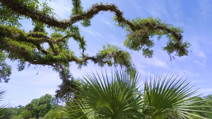 Sticker - Tropical rainforest ecosystem. Florida jungles with green palm trees and wild vegetation in southern USA