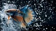 © Sirichat. Camphol - Beautiful Siamese fighting fish and water splashes on black background.