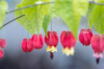 Wall Mural - Abutilon megapotamicum or Callianthe megapotamica (trailing abutilon) is a species of Abutilon native to Argentina, Brazil and Uruguay. It's also known as flowering maple or Chinese lantern.