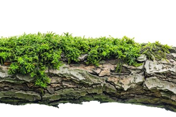 Poster - A close-up of a tree branch covered in lush green moss, great for backgrounds or nature-inspired designs