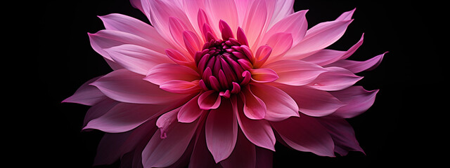 Sticker - Vibrant Pink Dahlia Bloom in Detailed Close-up Floral Photography for Botanical and Decorative Use