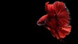 © Sirichat. Camphol - Red Siamese fighting fish (Rosetail), fighting fish, beautiful fighting fish on a black background. Half Moon Plakat Fancy Koi Fighting Fish