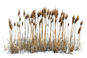 Poster - A picture of tall grass covered in snow