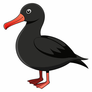 albatross birds