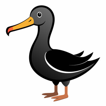 albatross birds