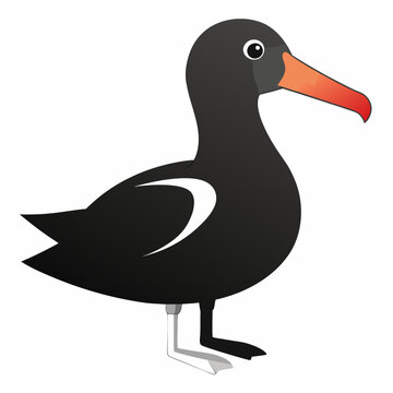 albatross birds