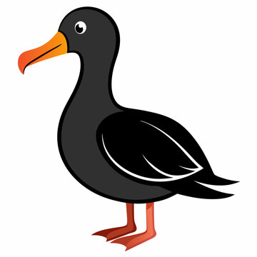 albatross birds