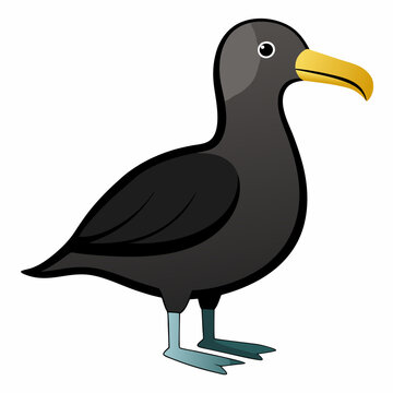 albatross birds