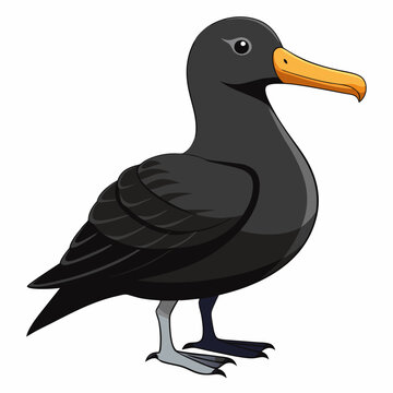 albatross birds