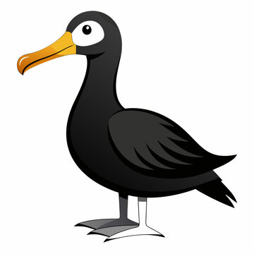 albatross birds