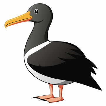 albatross birds