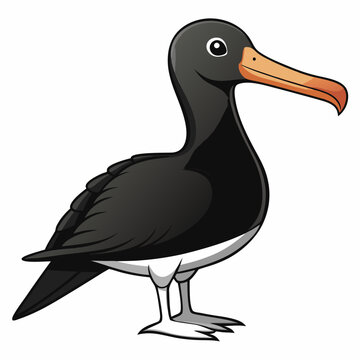 albatross birds