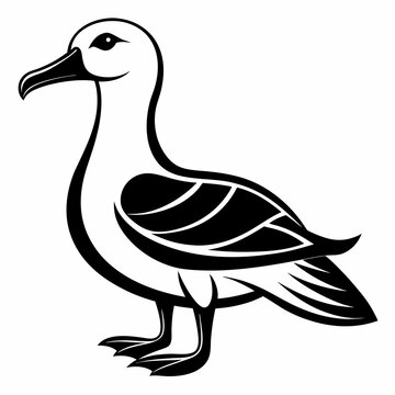 albatross birds