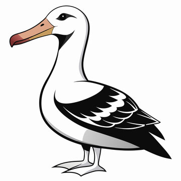 albatross birds
