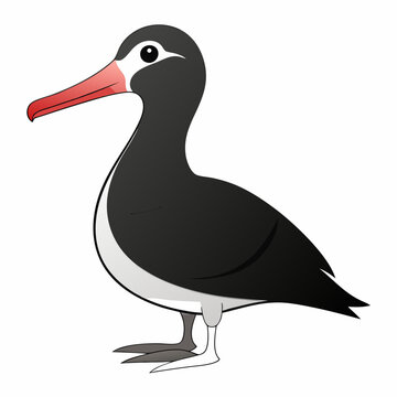 albatross birds