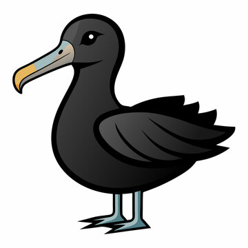 albatross birds