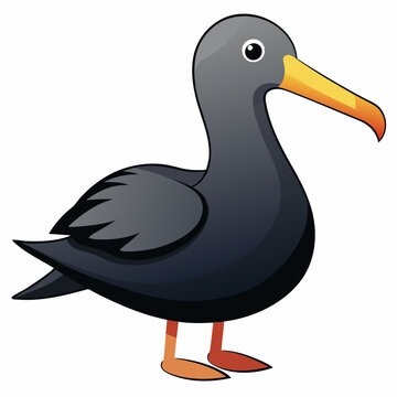 albatross birds
