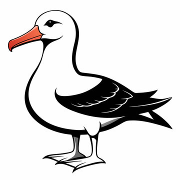 albatross birds