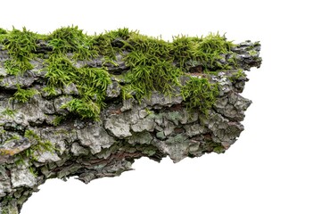 Poster - A natural scene featuring a piece of wood covered in moss
