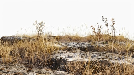 Poster - A zebra stands at the top of a dry grassy hill, looking out over the landscape