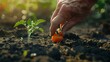 © Dai - A farmer's hand planting a single tomato seed into dark, fertile soil, capturing the start of a new crop in a garden setting