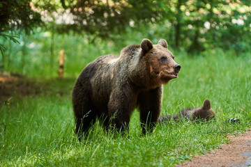 brown bear on the side of the road