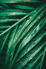 Sticker - Natural tropical green leaf close-up texture of palm leaf