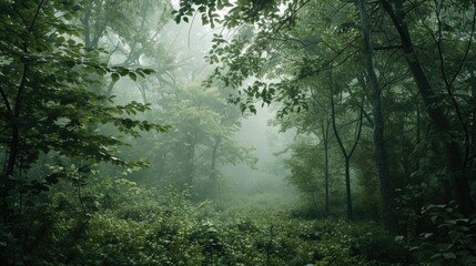 Poster - A dense forest with numerous green trees