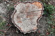 © Klochkov - Top view of an old rotten stump in the forest. Stump from an old cut down tree