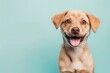 © Anna - Happy puppy dog smiling on isolated light solid color background