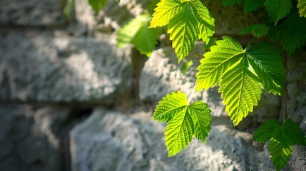 Poster - Lush Shiso Leaves Casting Shadows on Weathered Urban Stone Wall