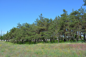 Beautiful and bright nature of a small forest in summer. A beautiful field with dry grass, tall pine trees, a beautiful blue sky in the city of Dnipro, Ukraine.