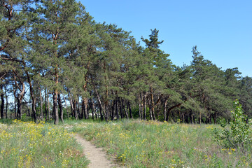 Beautiful and bright nature of a small forest in summer. A beautiful field with dry grass, tall pine trees, a beautiful blue sky in the city of Dnipro, Ukraine.