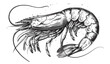 © LOVE VECTOR - Vintage black and white shrimp engraving illustration isolated, antique seafood sketch, retro style clipart vector.
