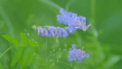 Wall Mural - Cow vetch. Vicia cracca or tufted and bird, blue or boreal vetch, is a species of vetch native to europe and asia.