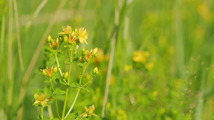 st. john s wort flower hypericum perforatum. bush of yellow herb st john s wort.