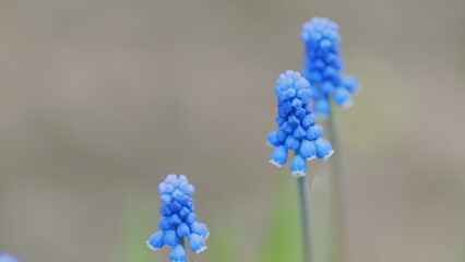 Wall Mural - Blue spring flowers. Blue muscari flowers in nature. Muscari ornamental springtime flowers in bloom. Slow motion.