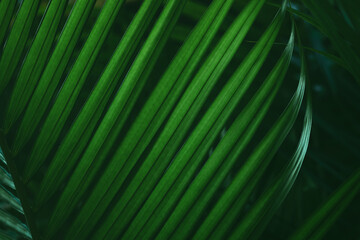 Wall Mural - leafy green plant with a long, thin stem
