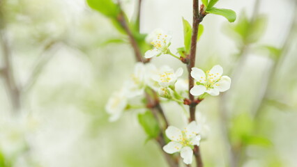 Wall Mural - Beautiful cherry tree flowers in spring. White bloom of a cherry tree. Slow motion.