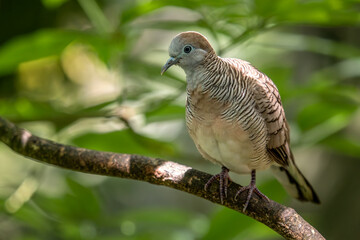 Wall Mural - Zebra Dove - Geopelia striata, beautiful small dove from Southeast Asian forests and woodlands, Pangkor island, Malaysia.