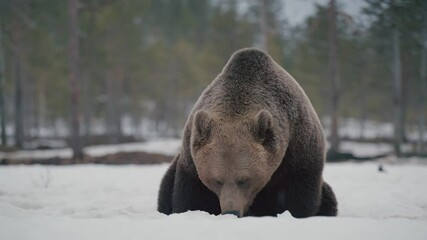 Wall Mural - Big  brown bear dig the snow trying to find something to eat