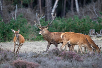 Wall Mural - Red deer stag (Cervus elaphus,) hanging around and showing dominant behaviour on a field with heather in the forest in the rutting season in Hoge Veluwe National Park in the Netherlands