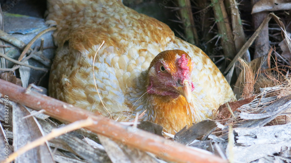 hen hatching eggs in dried leaves nest inside chicken coop. fresh egg ...