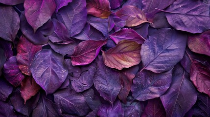 Wall Mural - Purple leaves create a picturesque background. Their textured surface adds a touch of intrigue to the scene.