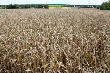 Sticker - Summer landscape with fields