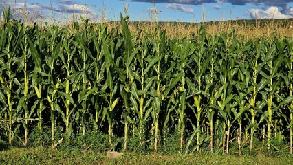 Corn growing in the field, on a sunny summer day.