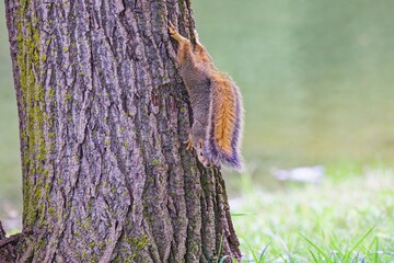 Sticker - The fox squirrel (Sciurus niger), also known as the eastern fox squirrel or Bryant's fox squirre