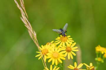 Wall Mural - Fly on bright yellow wildflowers in a lush meadow against a serene green background