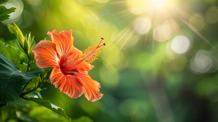 Wall Mural - Orange hibiscus flower blooming in the garden