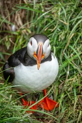 Wall Mural - Close-up of an Atlantic puffin standing in green grass on a sunny day.